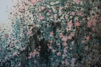 Different Health Risks Tied to Mold Infestation | Pennsylvania